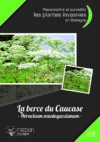 2- La Berce du caucase