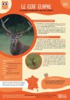 Fiche_05 – Cerf (09-2024)